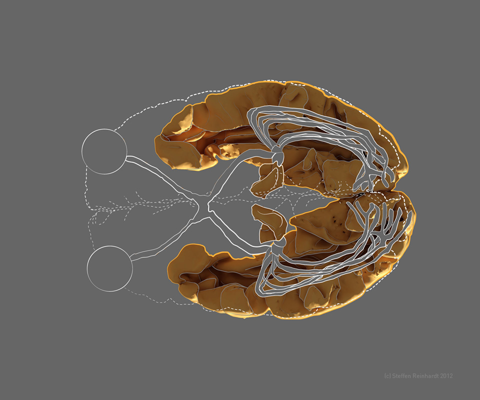 “Gehirn,Visuelle-Areale,Axial,Visualisierung-und-Illustration“ “Master-Thesis-2013-von-Steffen-Reinhardt,Gehirn,Visuelle-Areale,Axial,