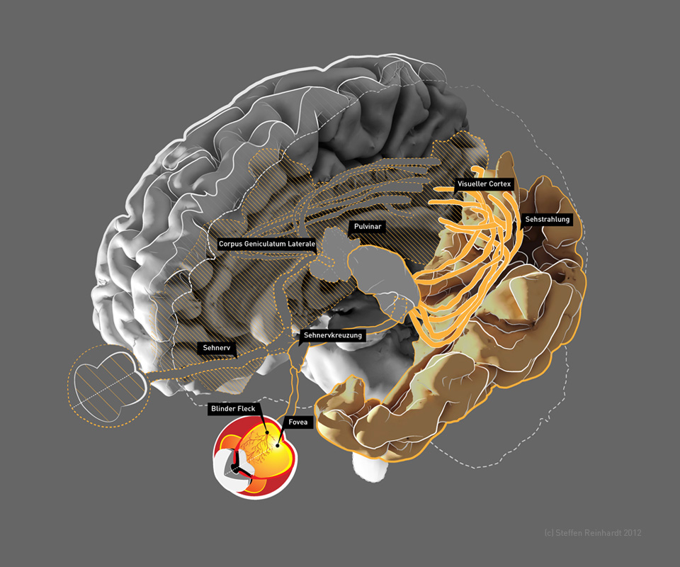 “Gehirn,Visuelle-Areale,Isometrie,Visualisierung-und-Illustration“ “Master-Thesis-2013-von-Steffen-Reinhardt,Gehirn,Visuelle-Areale,Isometrie,Infografik“