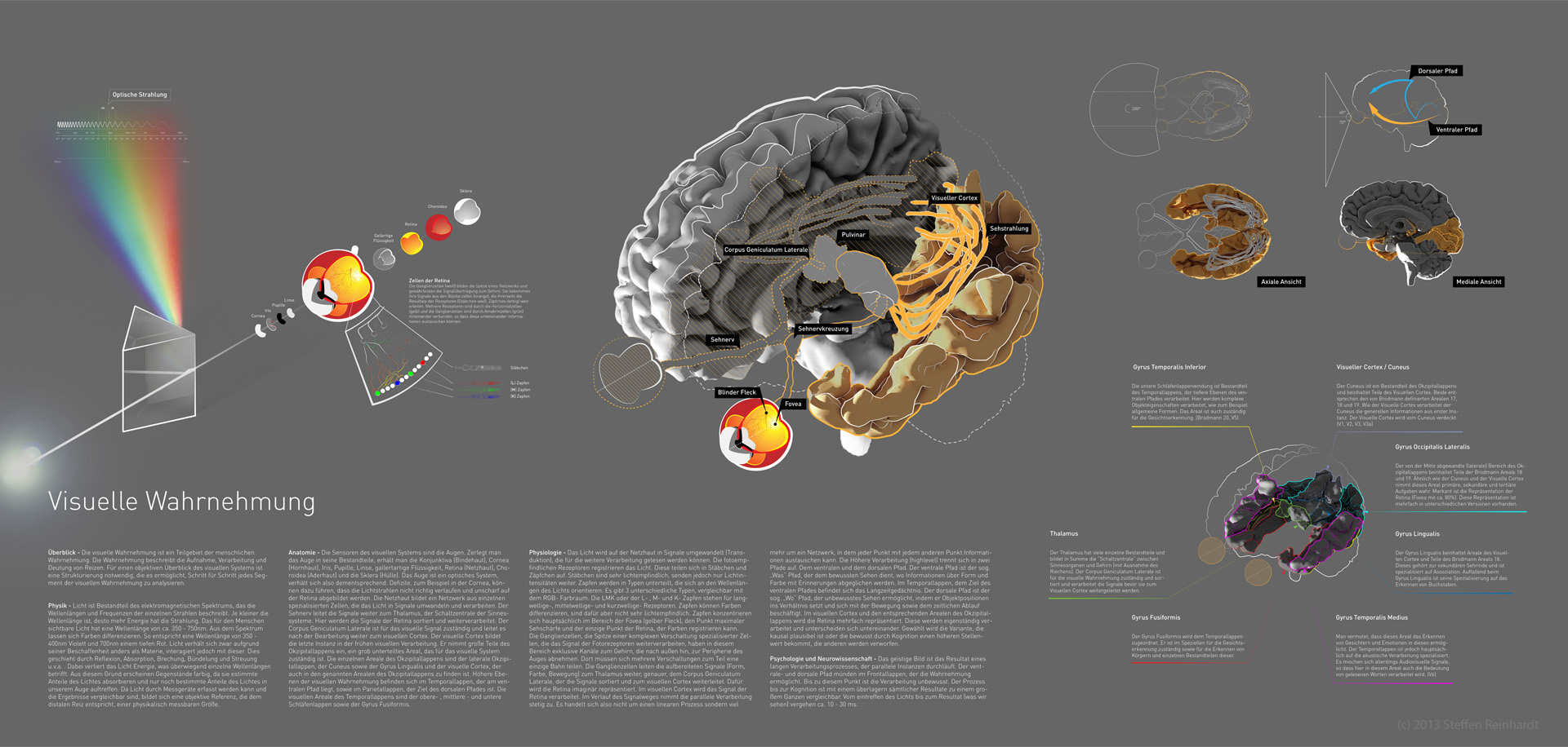 “MA-Thesis,Infografik-Visuelle-Wahrnehmung-des-Menschen“